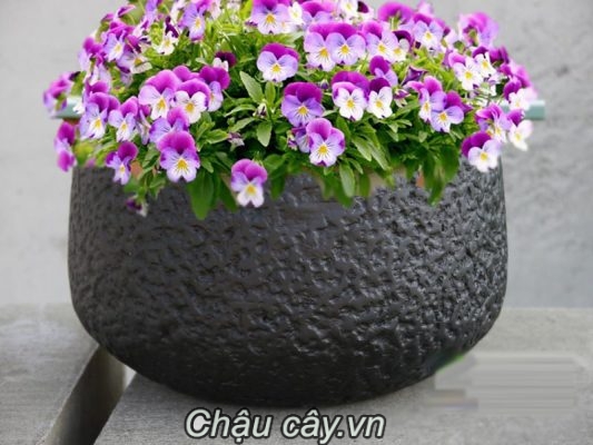 Chau Composite Ipot Vuong Vat Day Cao Cap Ip 00007 2