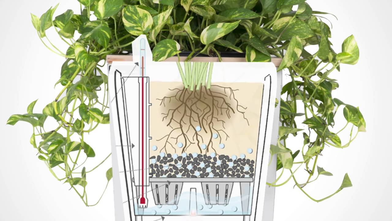 Ưu Và Nhược Điểm Của Chậu Trồng Cây Thông Minh Tự Tưới Nước 10 Ưu Và Nhược Điểm Của Chậu Trồng Cây Thông Minh Tự Tưới Nước